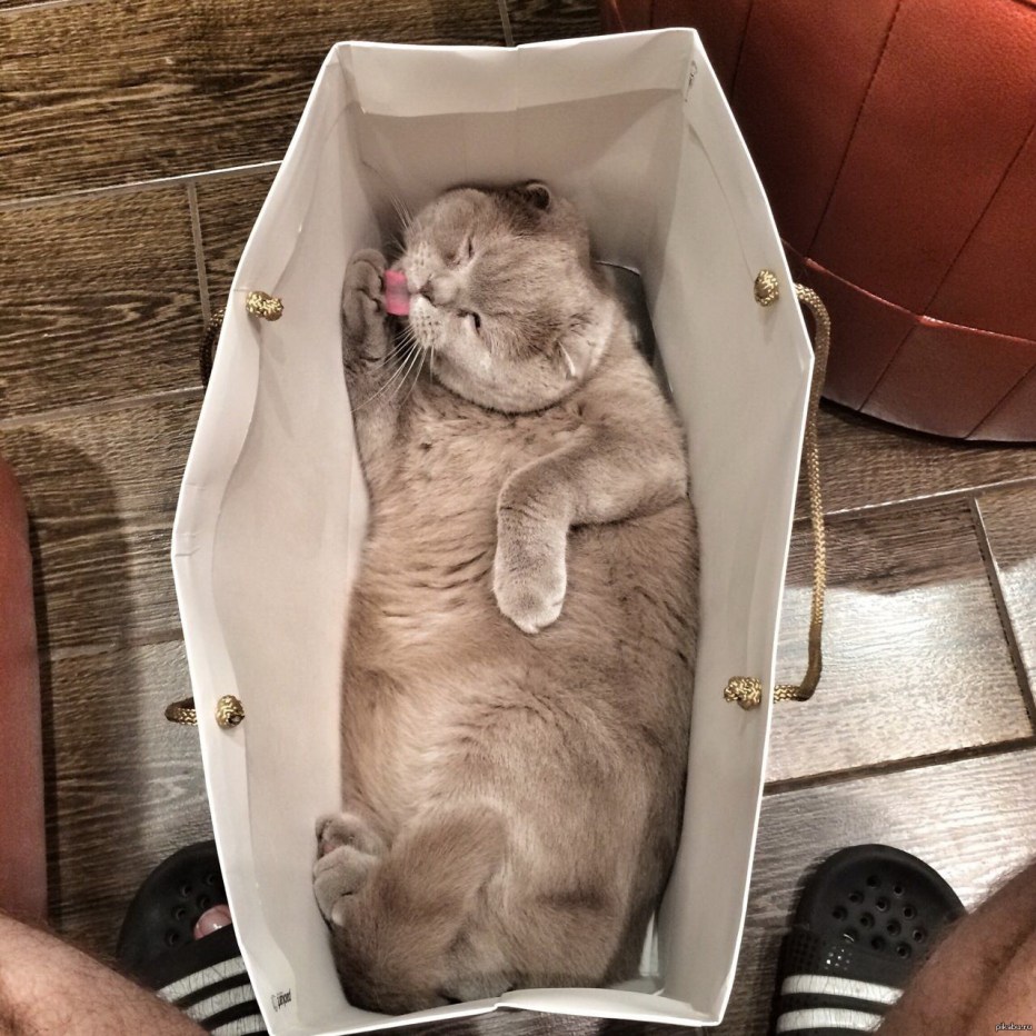 Кот отдыхает