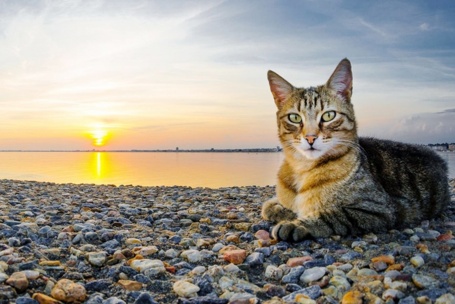 Котенок на море