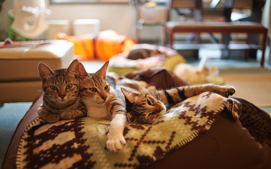 Кошка отдыхает на диване