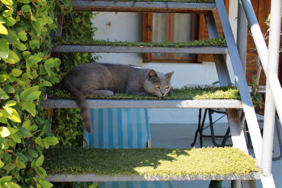 Кот на берегу моря