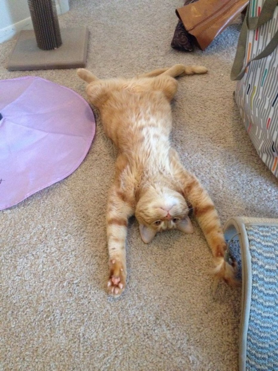 Кот на море