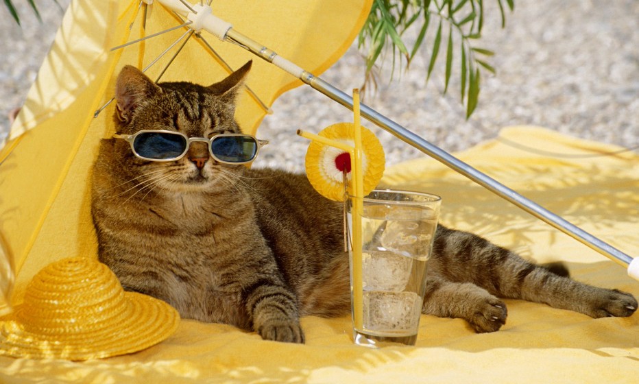 Котенок на море