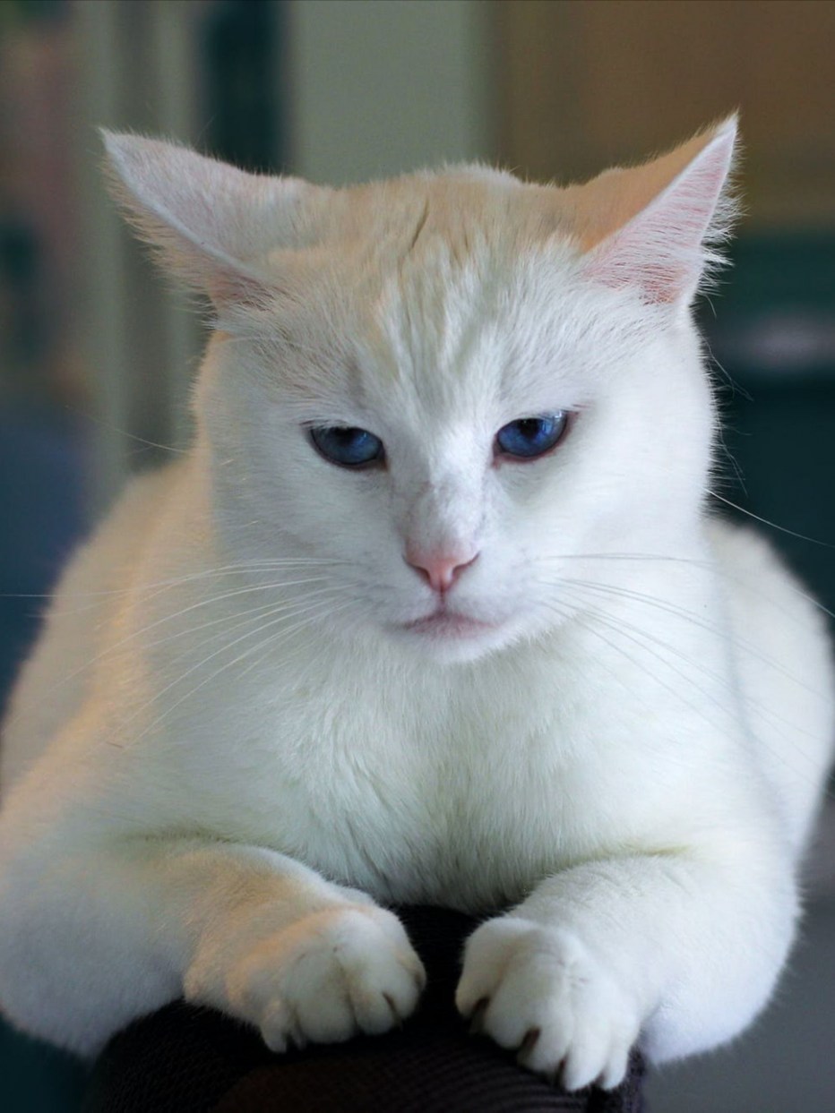 Недовольная белая кошка