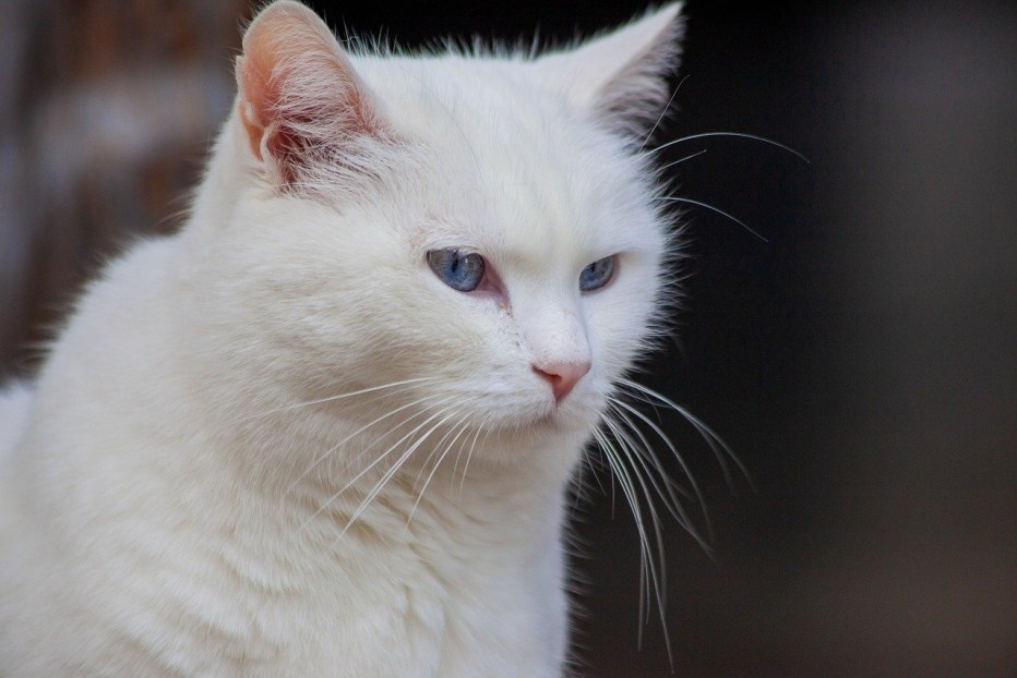 Злой белый котик