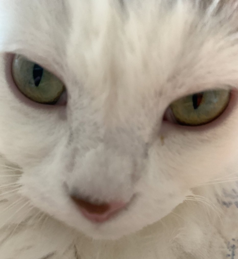 Злой котик
