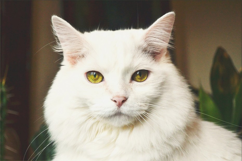 Самый страшный кот Уилфред