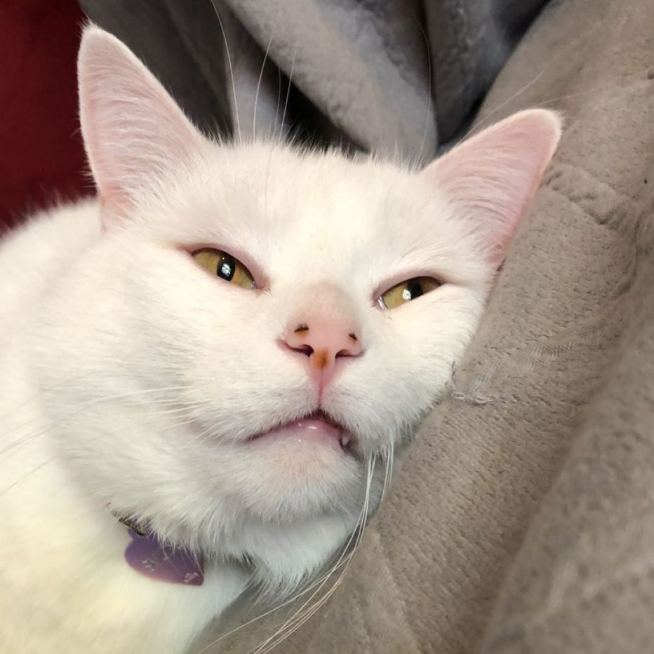 Коты мемы