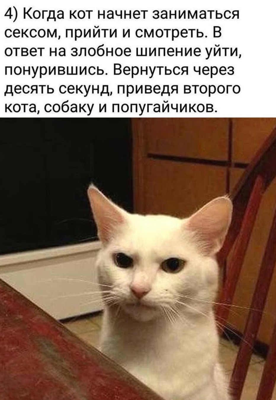 Смешные котики