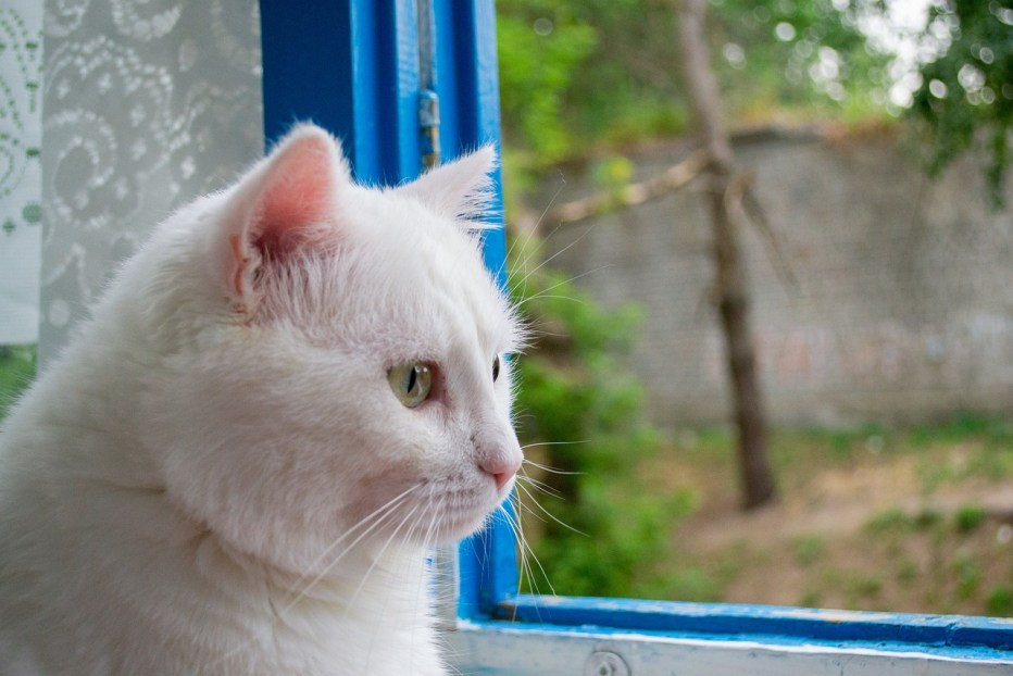 Злобный белый кот