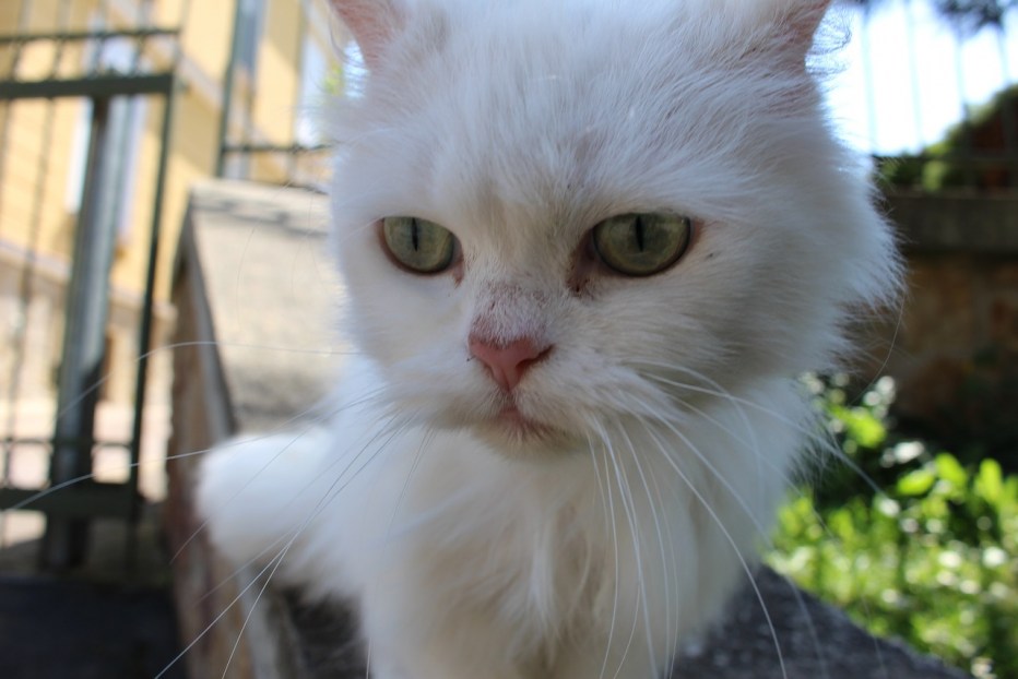 Злой котенок