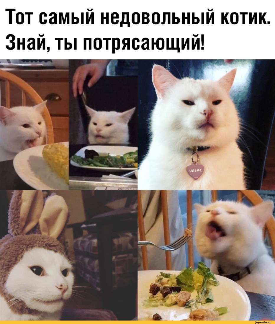 Кот отвращение