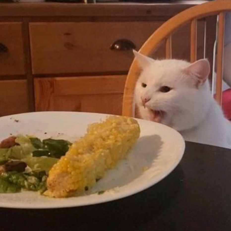 Мем с котом и девушками