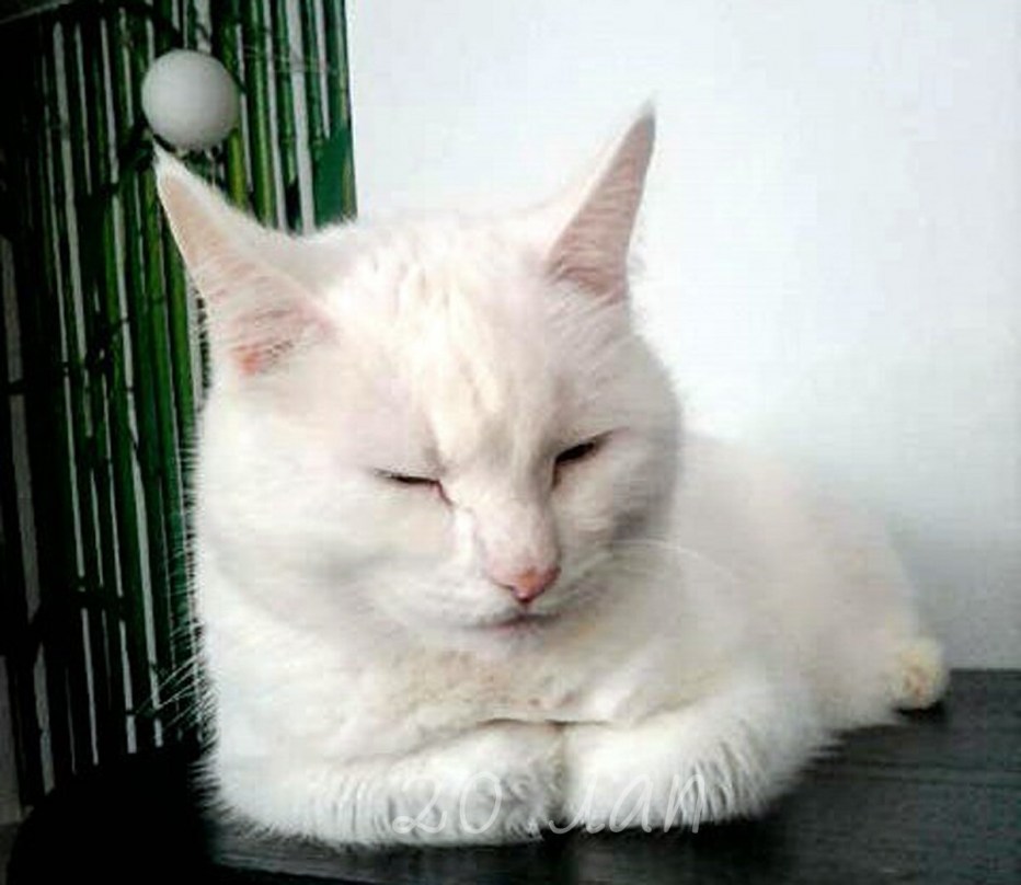 Котик Грампи