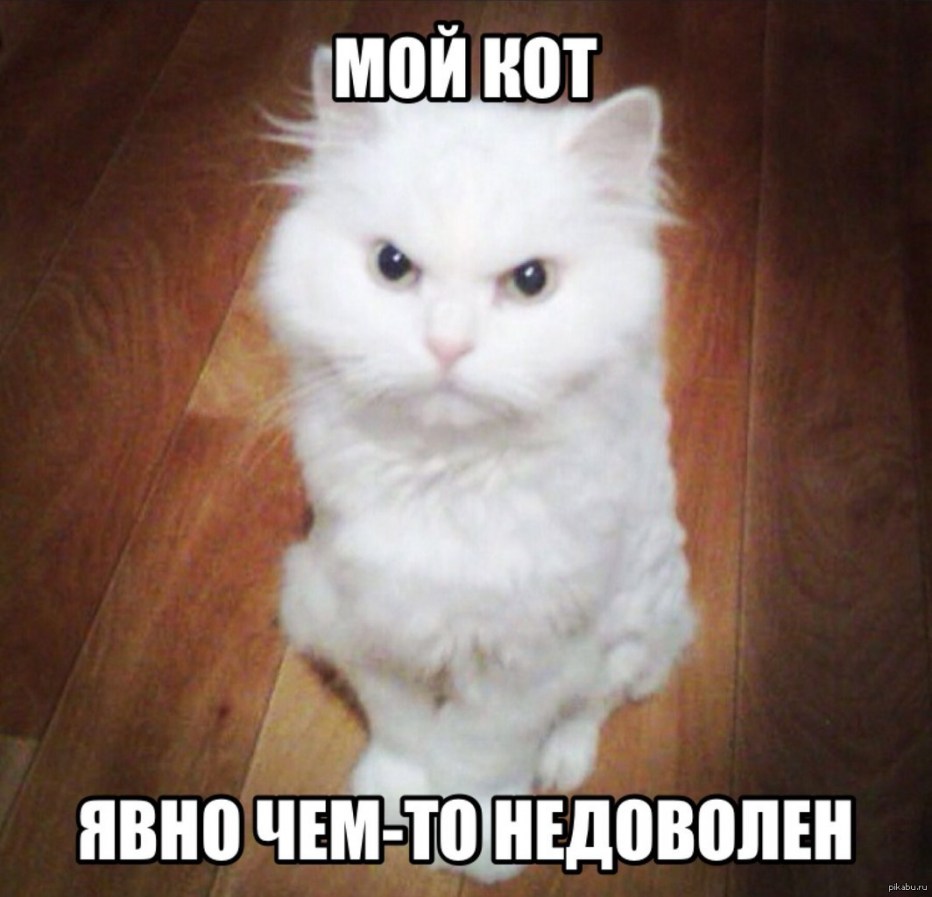 Злой белый кот
