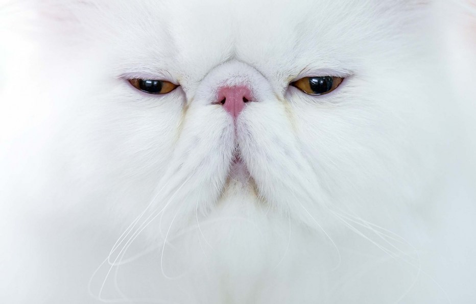 Удивленный белый котнг