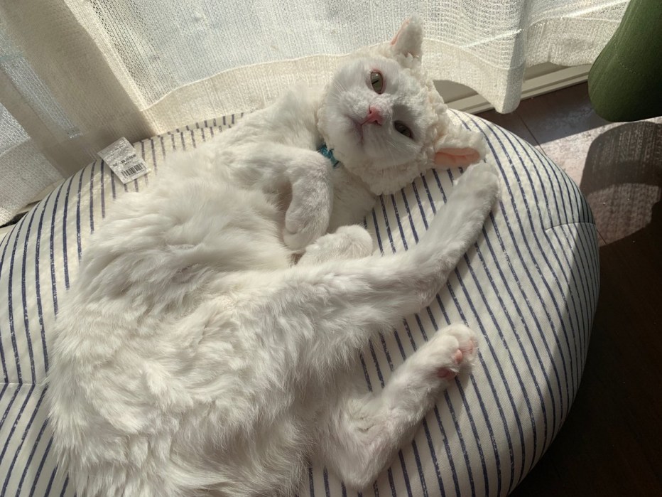 Кот за столом с салатом