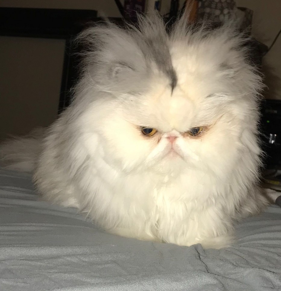 Мемы с белым котом
