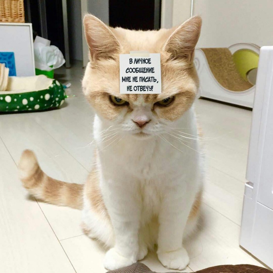 Злая кошка