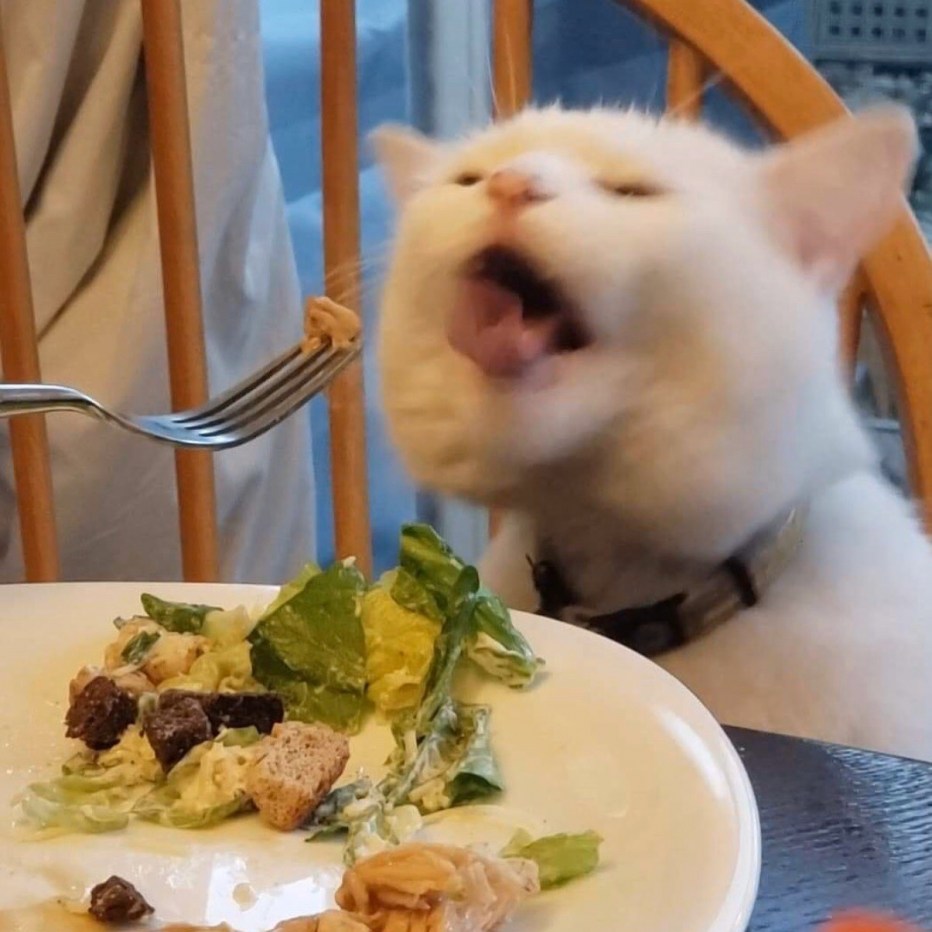 Белый кот Мем