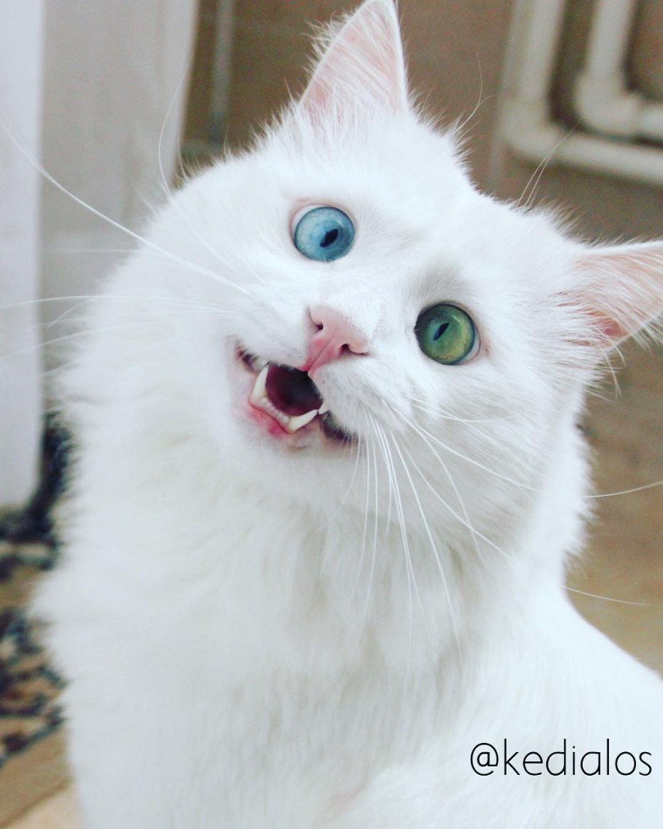 Злой белый котенок