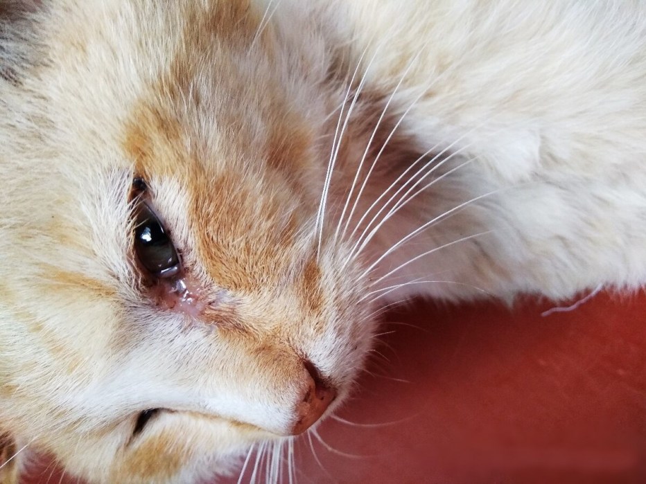Кашляющий кот