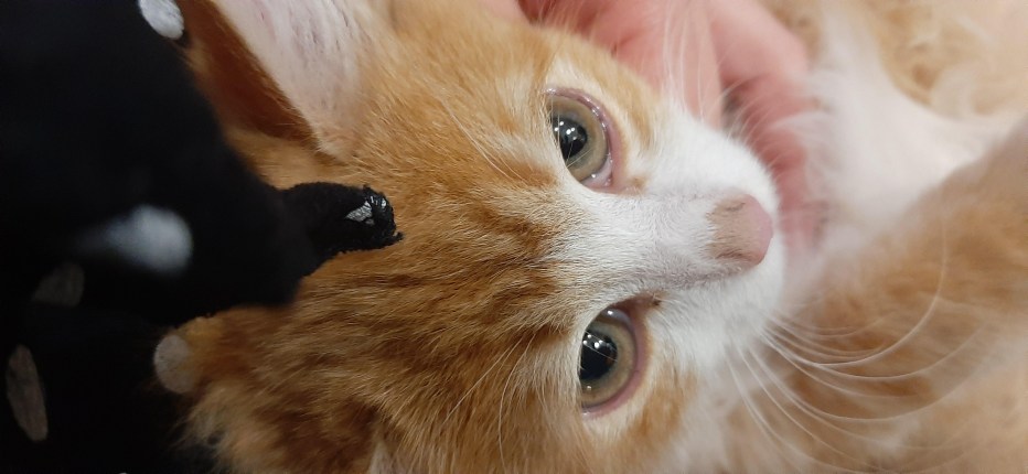 Пятна на мордочке у котенка