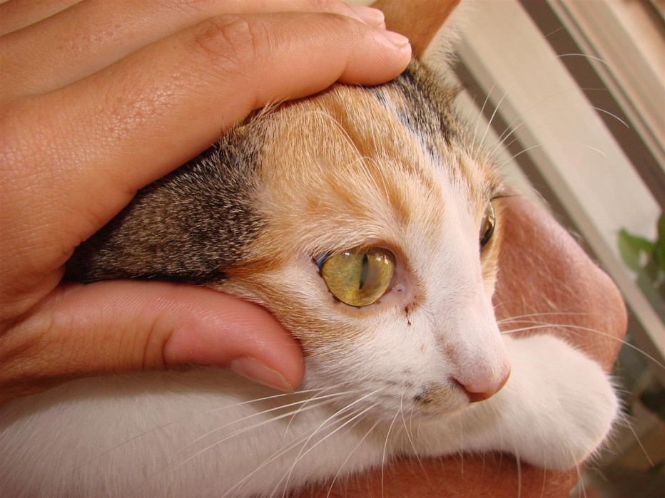 Кошачьи царапины опухоль