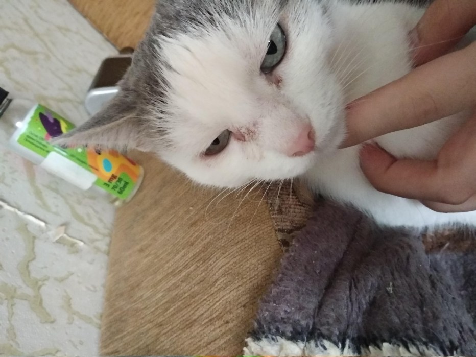 Коричневые выделения из глаз у кота