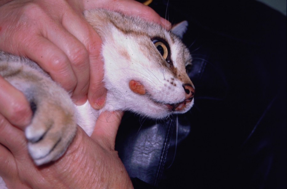 Кот со странным носом