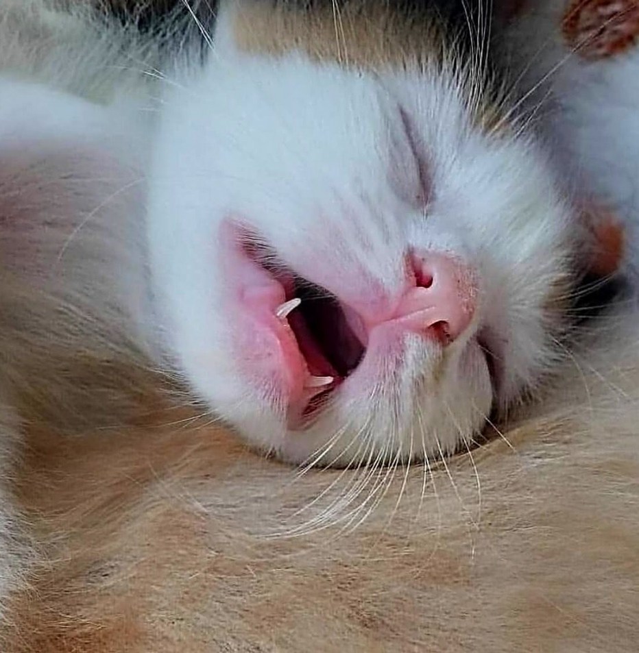Кошка больная бешенством