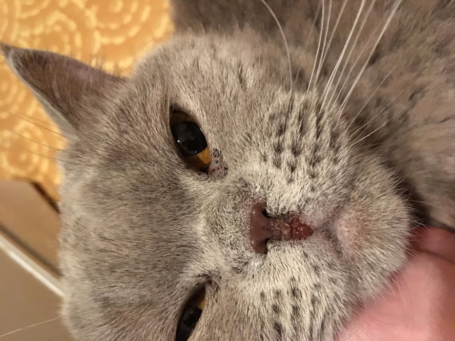 Воспаление третьего века у кота