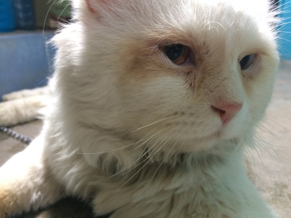 Кошка заболела