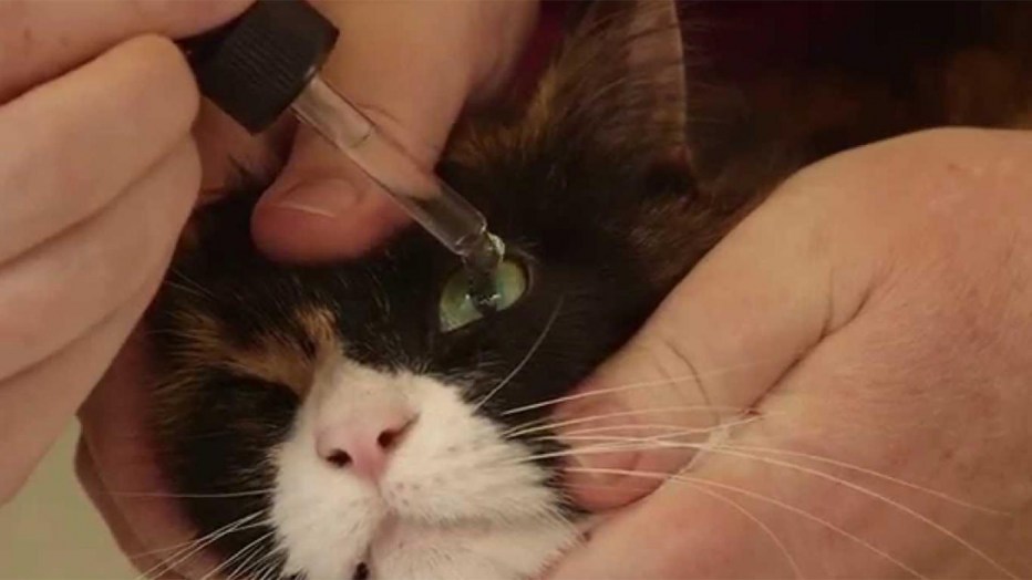 Котёнок чихает и слезятся глаза