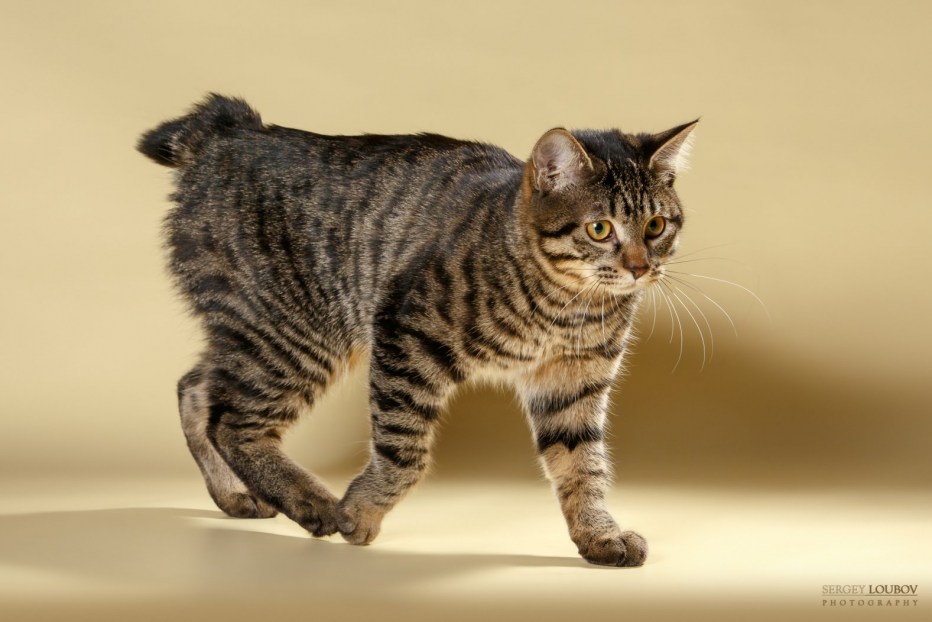 Кот Курильский бобтейл
