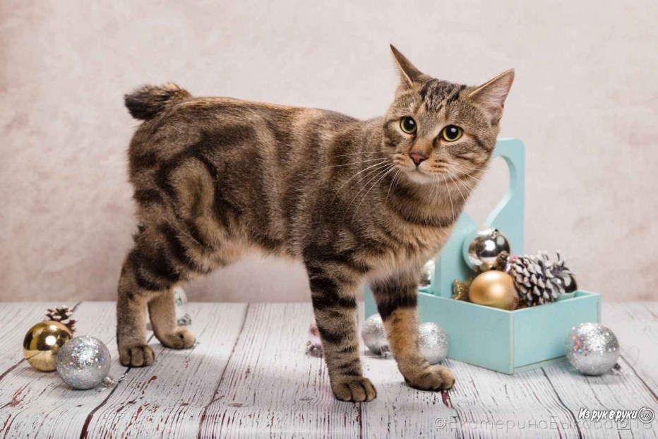 Кот Курильский бобтейл