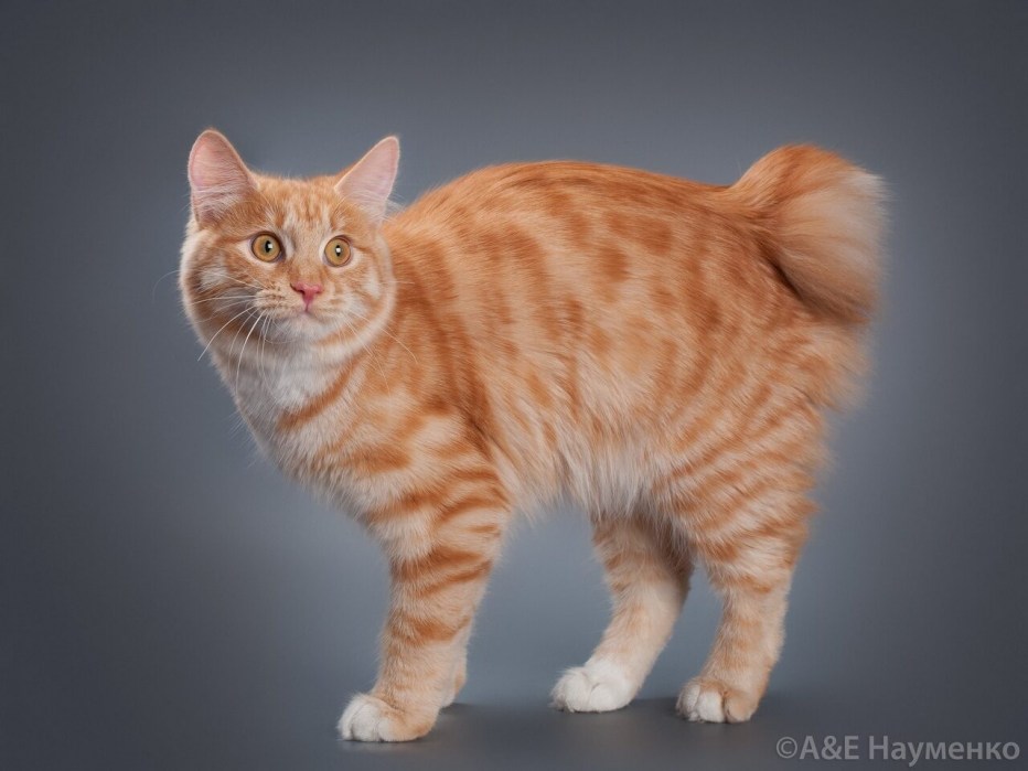 Кот Курильский бобтейл