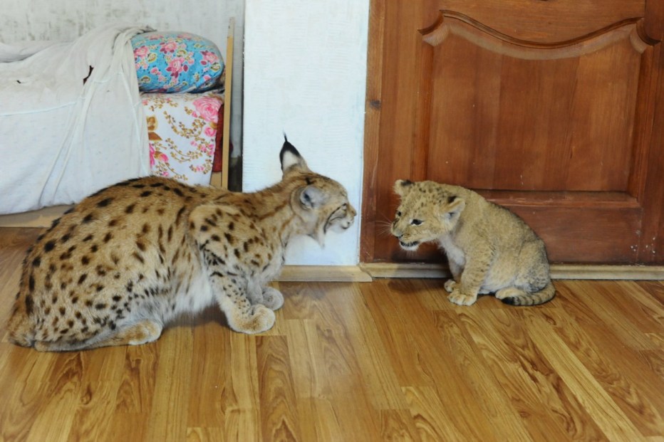 Бобкэт кот домашний