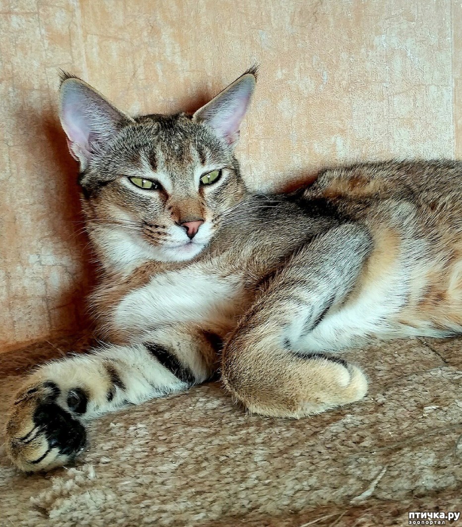Каракал и каракет