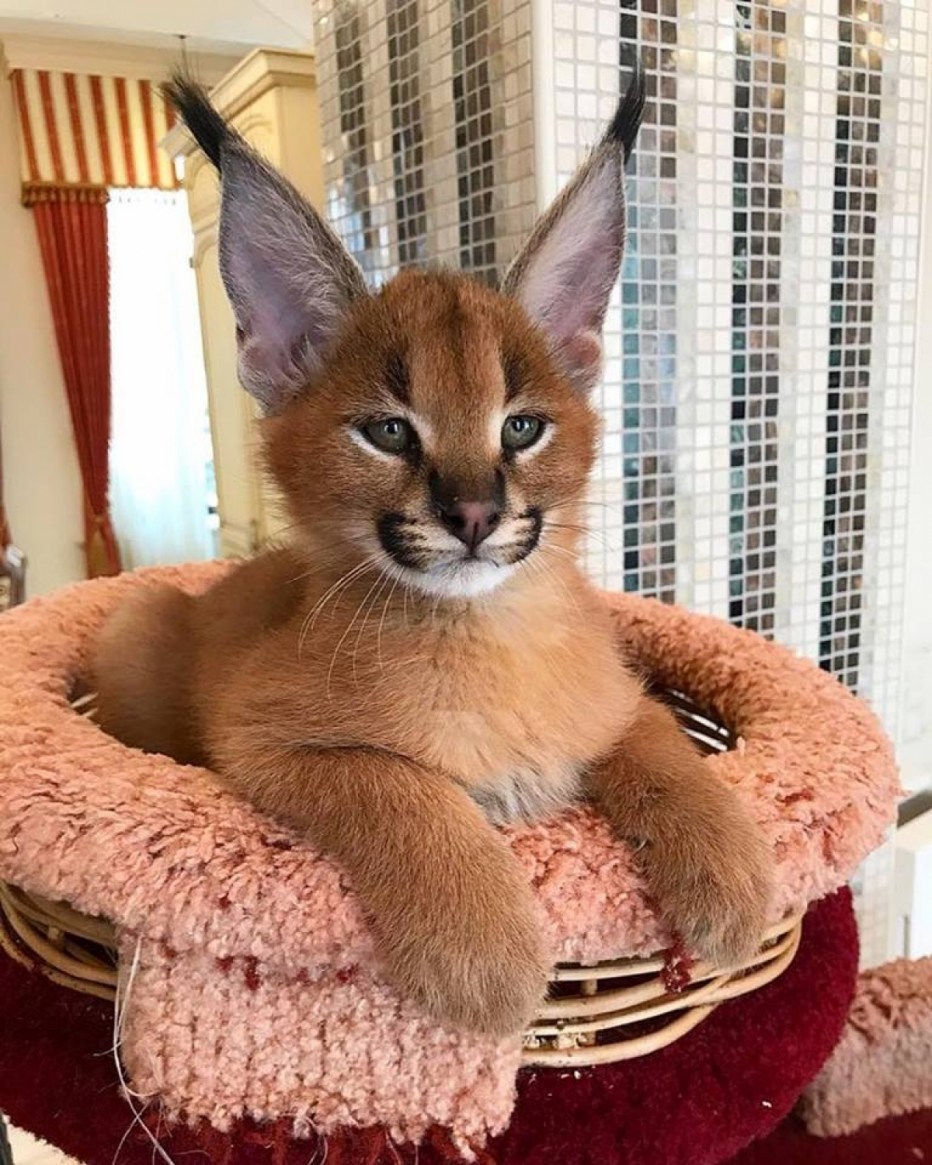 Каракет Абиссинская кошка