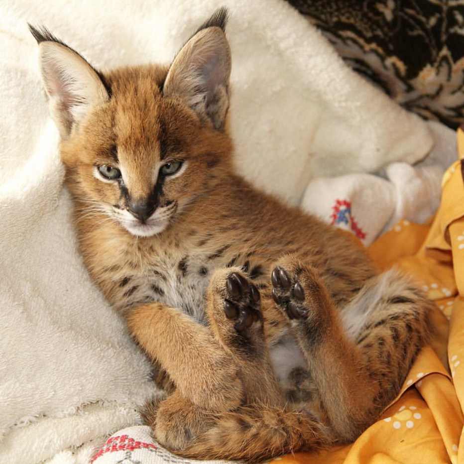 Бобкэт кошка