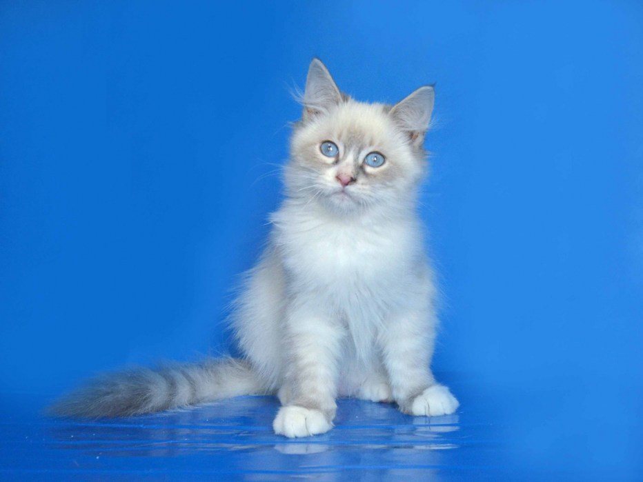Невская маскарадная кошка