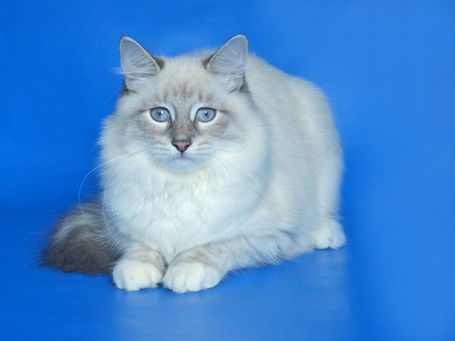 Невская маскарадная кошка