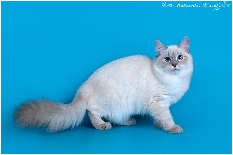 Невская маскарадная кошка