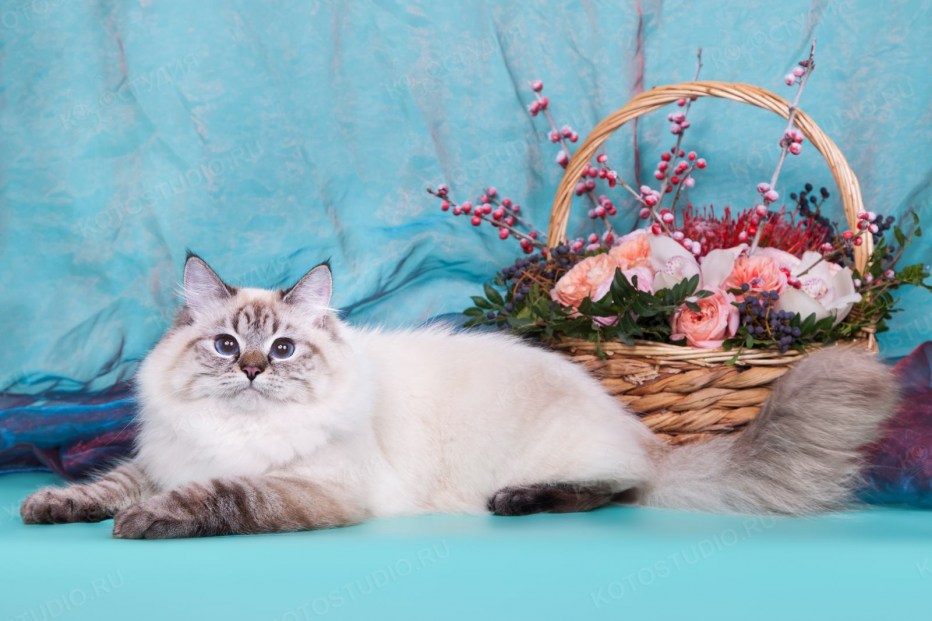Кот Платон Невский маскарадный