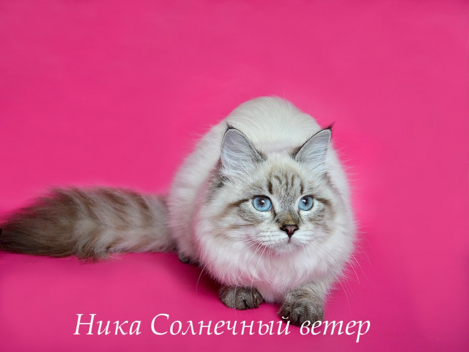 Невская маскарадная кошка Блю Пойнт
