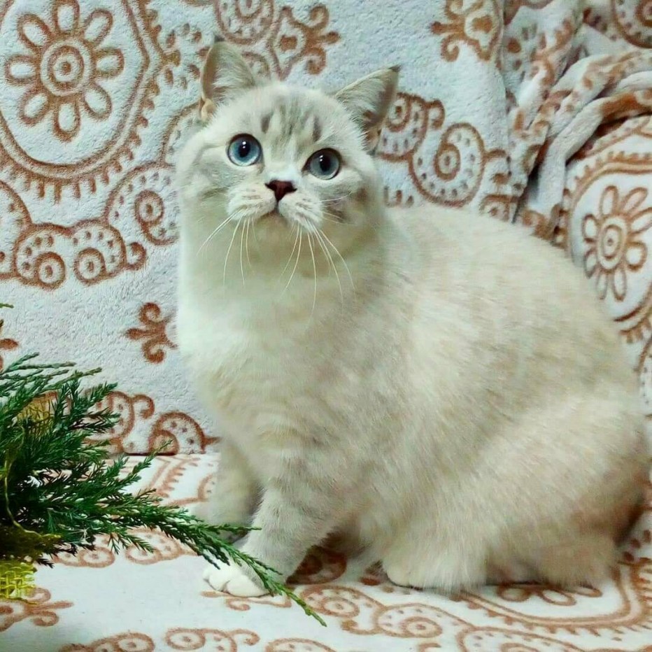 Невский маскарадный кот колор Пойнт