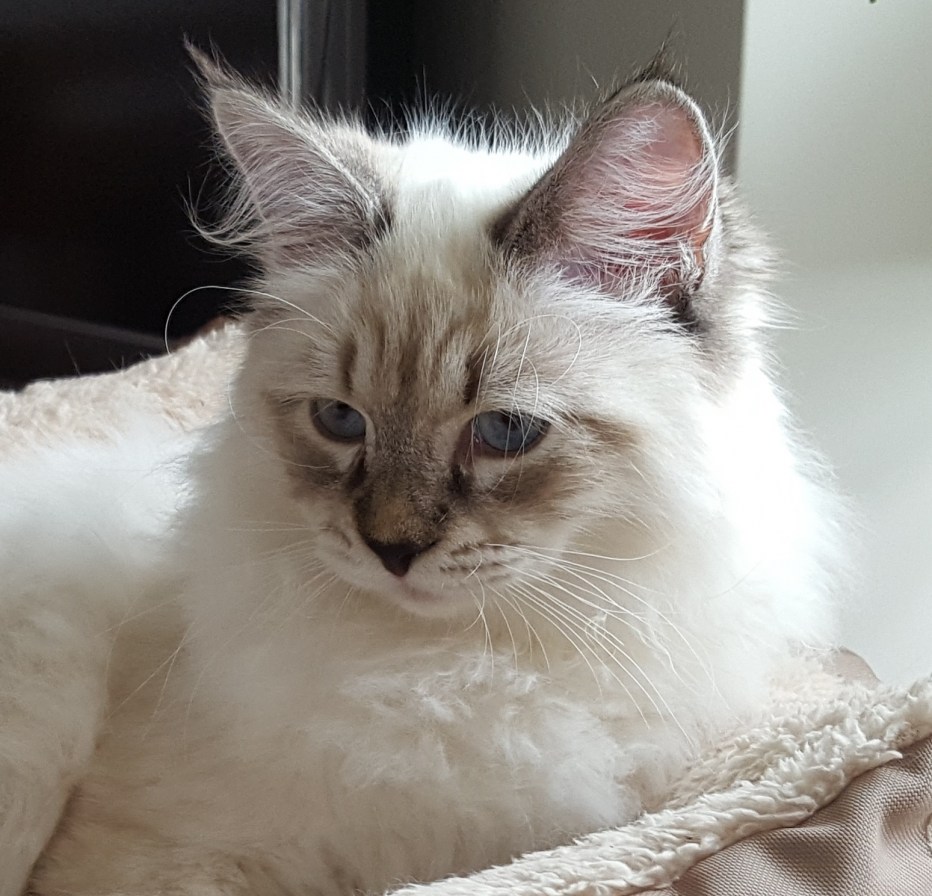 Невская Королевская кошка