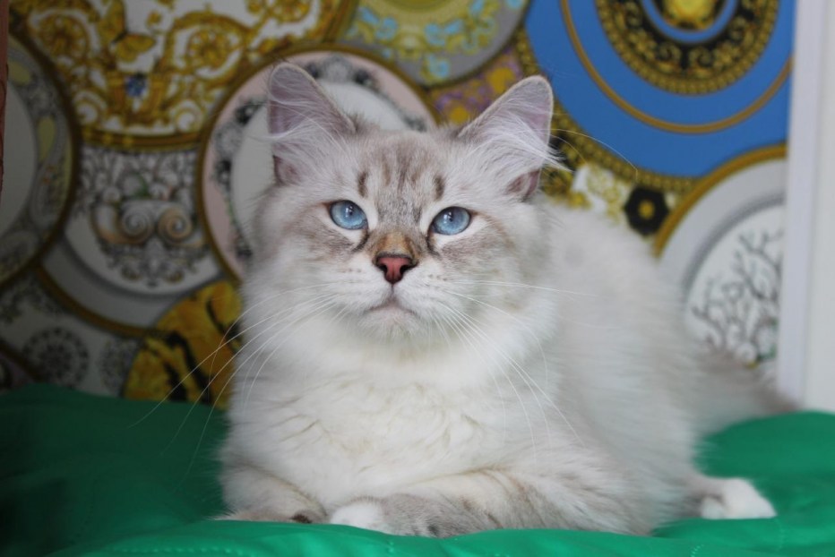 Сибирская кошка сил тебби Пойнт