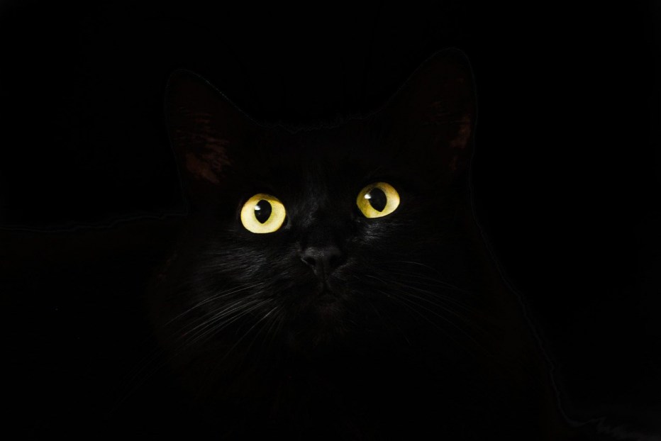 Чёрный котик