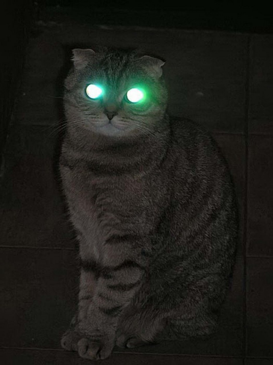 Кот со светящимися глазами